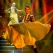 The People's Strictly - Himself